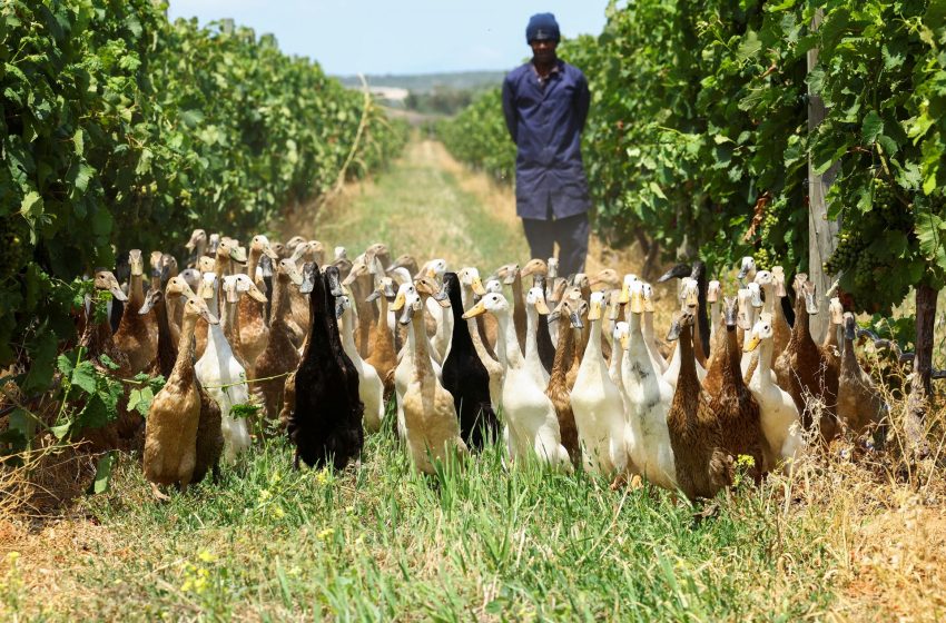 Hunter-Ducks keep South African winery flourishing, become natural Pesticide.