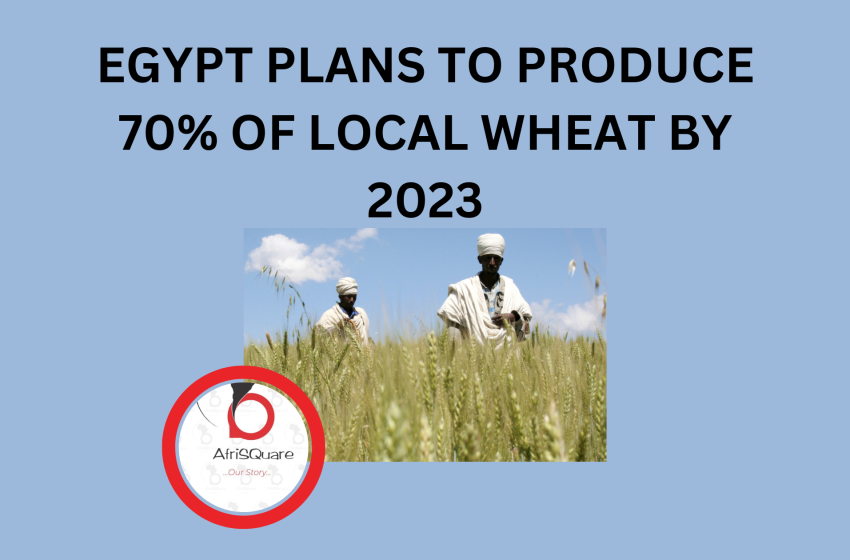  EGYPT PLANS TO PRODUCE 70% OF LOCAL WHEAT BY 2023