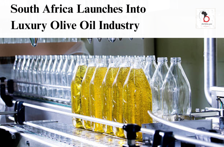  South Africa Launches Into Luxury Olive Oil Industry