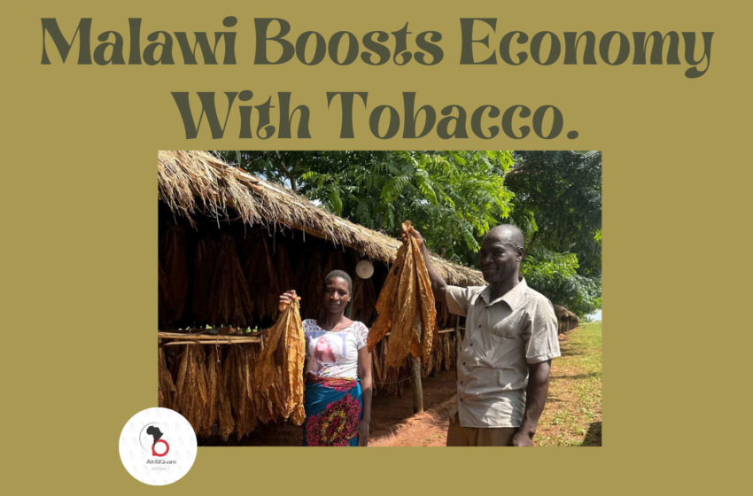  Malawi Boosts Economy With Tobacco.
