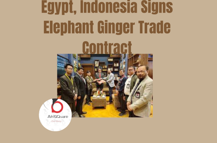  Egypt, Indonesia Signs Elephant Ginger Trade Contract