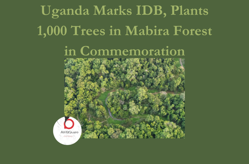  Uganda Marks IDB, Plants 1,000 Trees in Mabira Forest in Commemoration.